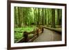 Hiking in Rain Forest in Macmillan Provincial Park in Vancouver Island, British Columbia, Canada-2009fotofriends-Framed Photographic Print