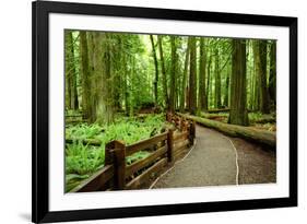 Hiking in Rain Forest in Macmillan Provincial Park in Vancouver Island, British Columbia, Canada-2009fotofriends-Framed Photographic Print