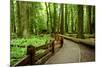 Hiking in Rain Forest in Macmillan Provincial Park in Vancouver Island, British Columbia, Canada-2009fotofriends-Mounted Photographic Print