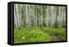 Hiking in the Aspen Trees Forest on the Trail to the American Lake.-Stefano Amantini-Framed Stretched Canvas