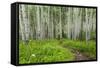 Hiking in the Aspen Trees Forest on the Trail to the American Lake.-Stefano Amantini-Framed Stretched Canvas