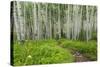 Hiking in the Aspen Trees Forest on the Trail to the American Lake.-Stefano Amantini-Stretched Canvas