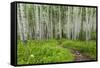 Hiking in the Aspen Trees Forest on the Trail to the American Lake.-Stefano Amantini-Framed Stretched Canvas