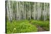 Hiking in the Aspen Trees Forest on the Trail to the American Lake.-Stefano Amantini-Stretched Canvas