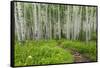 Hiking in the Aspen Trees Forest on the Trail to the American Lake.-Stefano Amantini-Framed Stretched Canvas