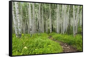 Hiking in the Aspen Trees Forest on the Trail to the American Lake.-Stefano Amantini-Framed Stretched Canvas