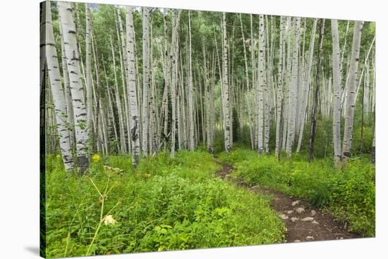 Hiking in the Aspen Trees Forest on the Trail to the American Lake.-Stefano Amantini-Stretched Canvas