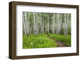 Hiking in the Aspen Trees Forest on the Trail to the American Lake.-Stefano Amantini-Framed Photographic Print