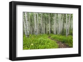 Hiking in the Aspen Trees Forest on the Trail to the American Lake.-Stefano Amantini-Framed Photographic Print