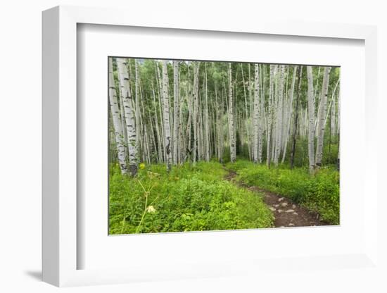 Hiking in the Aspen Trees Forest on the Trail to the American Lake.-Stefano Amantini-Framed Photographic Print