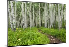 Hiking in the Aspen Trees Forest on the Trail to the American Lake.-Stefano Amantini-Mounted Photographic Print