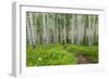 Hiking in the Aspen Trees Forest on the Trail to the American Lake.-Stefano Amantini-Framed Photographic Print