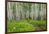 Hiking in the Aspen Trees Forest on the Trail to the American Lake.-Stefano Amantini-Framed Photographic Print