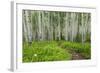 Hiking in the Aspen Trees Forest on the Trail to the American Lake.-Stefano Amantini-Framed Photographic Print