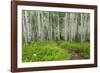 Hiking in the Aspen Trees Forest on the Trail to the American Lake.-Stefano Amantini-Framed Photographic Print