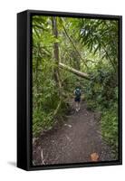 Hiking Manoa Falls Trail, Honolulu, Oahu, Hawaii, United States of America, Pacific-Michael DeFreitas-Framed Stretched Canvas