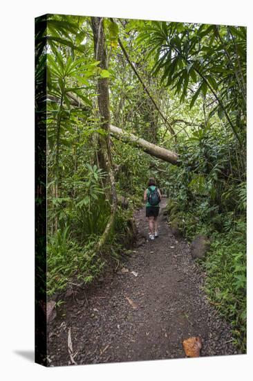 Hiking Manoa Falls Trail, Honolulu, Oahu, Hawaii, United States of America, Pacific-Michael DeFreitas-Stretched Canvas