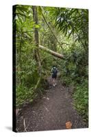 Hiking Manoa Falls Trail, Honolulu, Oahu, Hawaii, United States of America, Pacific-Michael DeFreitas-Stretched Canvas