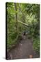 Hiking Manoa Falls Trail, Honolulu, Oahu, Hawaii, United States of America, Pacific-Michael DeFreitas-Stretched Canvas