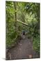 Hiking Manoa Falls Trail, Honolulu, Oahu, Hawaii, United States of America, Pacific-Michael DeFreitas-Mounted Photographic Print