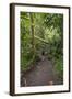 Hiking Manoa Falls Trail, Honolulu, Oahu, Hawaii, United States of America, Pacific-Michael DeFreitas-Framed Photographic Print