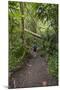 Hiking Manoa Falls Trail, Honolulu, Oahu, Hawaii, United States of America, Pacific-Michael DeFreitas-Mounted Photographic Print