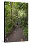 Hiking Manoa Falls Trail, Honolulu, Oahu, Hawaii, United States of America, Pacific-Michael DeFreitas-Stretched Canvas