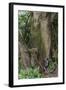 Hiking Manoa Falls Trail, Honolulu, Oahu, Hawaii, United States of America, Pacific-Michael DeFreitas-Framed Photographic Print