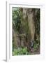 Hiking Manoa Falls Trail, Honolulu, Oahu, Hawaii, United States of America, Pacific-Michael DeFreitas-Framed Photographic Print