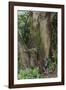 Hiking Manoa Falls Trail, Honolulu, Oahu, Hawaii, United States of America, Pacific-Michael DeFreitas-Framed Photographic Print