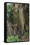 Hiking Manoa Falls Trail, Honolulu, Oahu, Hawaii, United States of America, Pacific-Michael DeFreitas-Framed Stretched Canvas