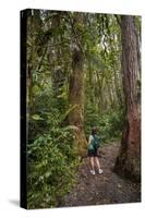 Hiking Manoa Falls Trail, Honolulu, Oahu, Hawaii, United States of America, Pacific-Michael DeFreitas-Stretched Canvas