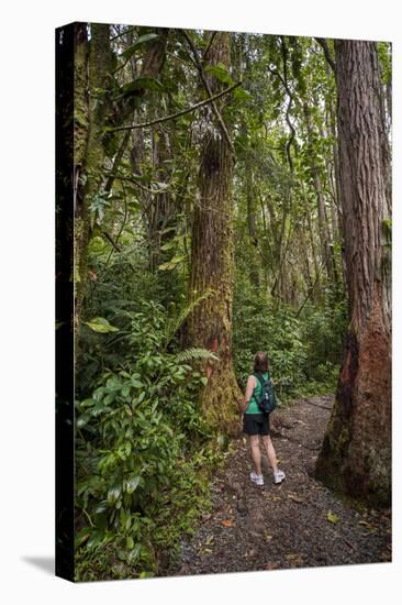 Hiking Manoa Falls Trail, Honolulu, Oahu, Hawaii, United States of America, Pacific-Michael DeFreitas-Stretched Canvas