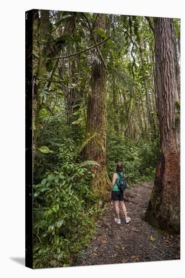 Hiking Manoa Falls Trail, Honolulu, Oahu, Hawaii, United States of America, Pacific-Michael DeFreitas-Stretched Canvas