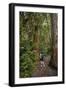 Hiking Manoa Falls Trail, Honolulu, Oahu, Hawaii, United States of America, Pacific-Michael DeFreitas-Framed Photographic Print