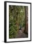 Hiking Manoa Falls Trail, Honolulu, Oahu, Hawaii, United States of America, Pacific-Michael DeFreitas-Framed Photographic Print