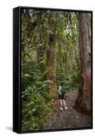 Hiking Manoa Falls Trail, Honolulu, Oahu, Hawaii, United States of America, Pacific-Michael DeFreitas-Framed Stretched Canvas