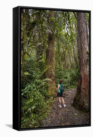 Hiking Manoa Falls Trail, Honolulu, Oahu, Hawaii, United States of America, Pacific-Michael DeFreitas-Framed Stretched Canvas