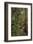 Hiking Manoa Falls Trail, Honolulu, Oahu, Hawaii, United States of America, Pacific-Michael DeFreitas-Framed Photographic Print