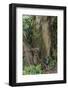 Hiking Manoa Falls Trail, Honolulu, Oahu, Hawaii, United States of America, Pacific-Michael DeFreitas-Framed Photographic Print