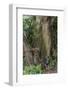 Hiking Manoa Falls Trail, Honolulu, Oahu, Hawaii, United States of America, Pacific-Michael DeFreitas-Framed Photographic Print