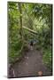 Hiking Manoa Falls Trail, Honolulu, Oahu, Hawaii, United States of America, Pacific-Michael DeFreitas-Mounted Photographic Print