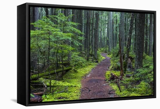 Hiking Path Winds Through Mossy Rainforest in Glacier National Park, Montana, USA-Chuck Haney-Framed Stretched Canvas