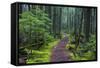Hiking Path Winds Through Mossy Rainforest in Glacier National Park, Montana, USA-Chuck Haney-Framed Stretched Canvas