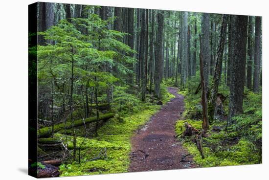 Hiking Path Winds Through Mossy Rainforest in Glacier National Park, Montana, USA-Chuck Haney-Stretched Canvas