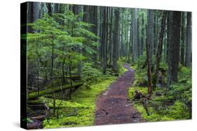 Hiking Path Winds Through Mossy Rainforest in Glacier National Park, Montana, USA-Chuck Haney-Stretched Canvas