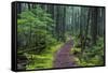 Hiking Path Winds Through Mossy Rainforest in Glacier National Park, Montana, USA-Chuck Haney-Framed Stretched Canvas