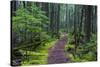 Hiking Path Winds Through Mossy Rainforest in Glacier National Park, Montana, USA-Chuck Haney-Stretched Canvas