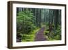 Hiking Path Winds Through Mossy Rainforest in Glacier National Park, Montana, USA-Chuck Haney-Framed Photographic Print