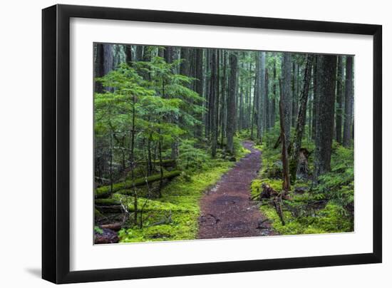 Hiking Path Winds Through Mossy Rainforest in Glacier National Park, Montana, USA-Chuck Haney-Framed Photographic Print